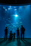Aquarium: Das 2,6 Mio. Liter fassende Becken ist das größte Aquarium im OZEANEUM und zeigt den offenen Atlantik mit Fischschwärmen, Rochen und Haien